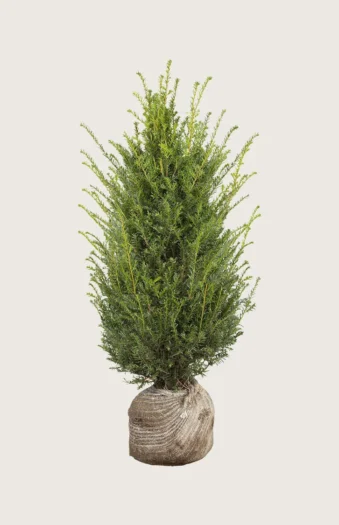 Europabarlind Taxus Baccata 200cm Velgrenet | Plantinavia
