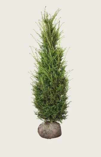 Europabarlind Taxus Baccata 350cm Velgrenet | Plantinavia