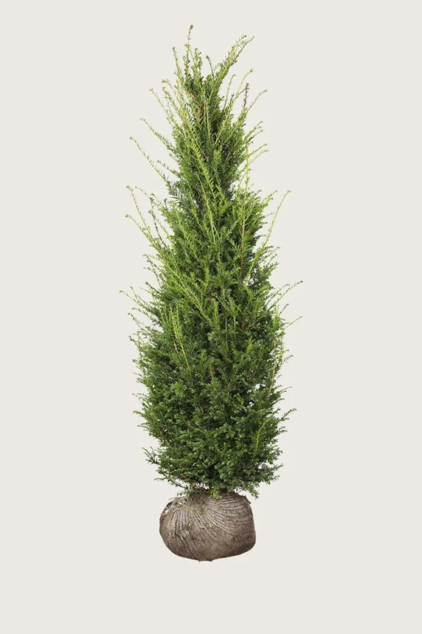 Europabarlind Taxus Baccata 450cm Velgrenet | Plantinavia