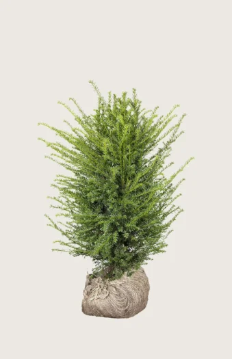 Europabarlind Taxus Baccata 80cm Velgrenet | Plantinavia