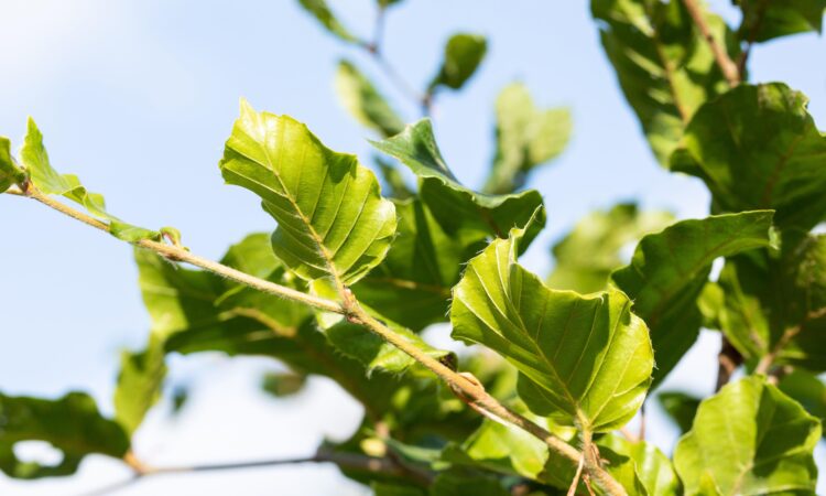Nærbilde av bøkehekk som er grønn om våren og sommeren