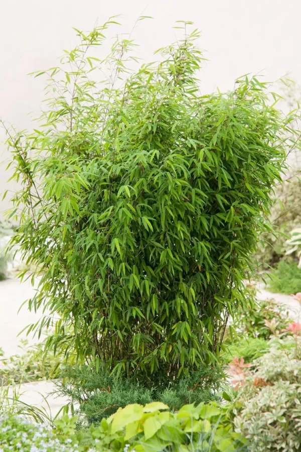 Svartbambus Black Pearl