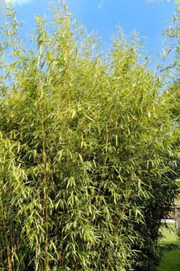 Kjempebambus 'Robusta