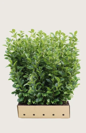 150cm Velgrenet | Plantinavia