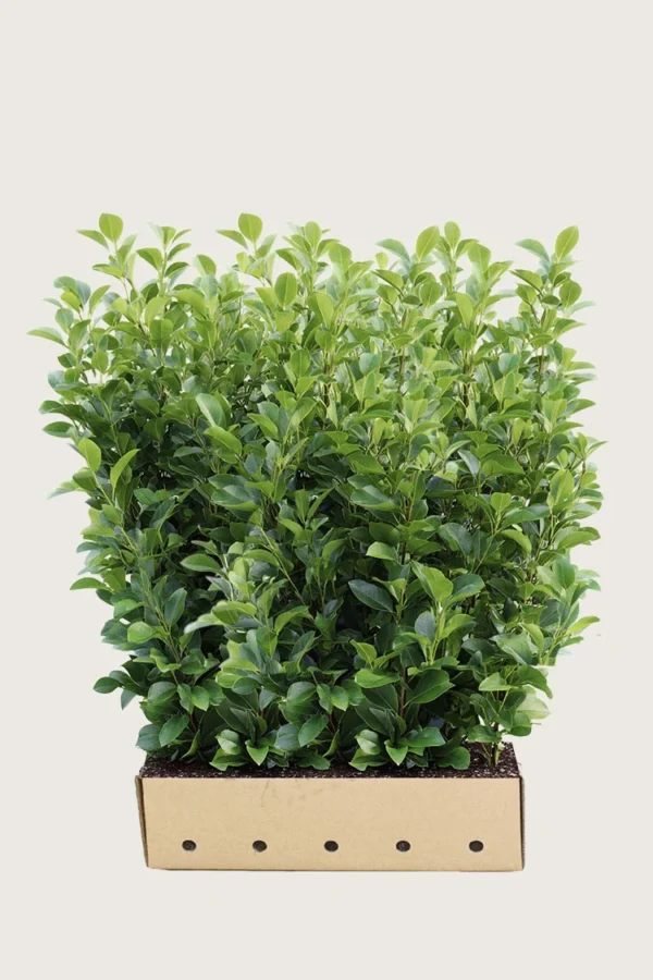 150cm Velgrenet | Plantinavia