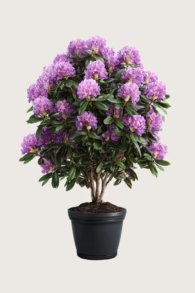 Fiolett rhododendron 150cm Velgrenet | Plantinavia