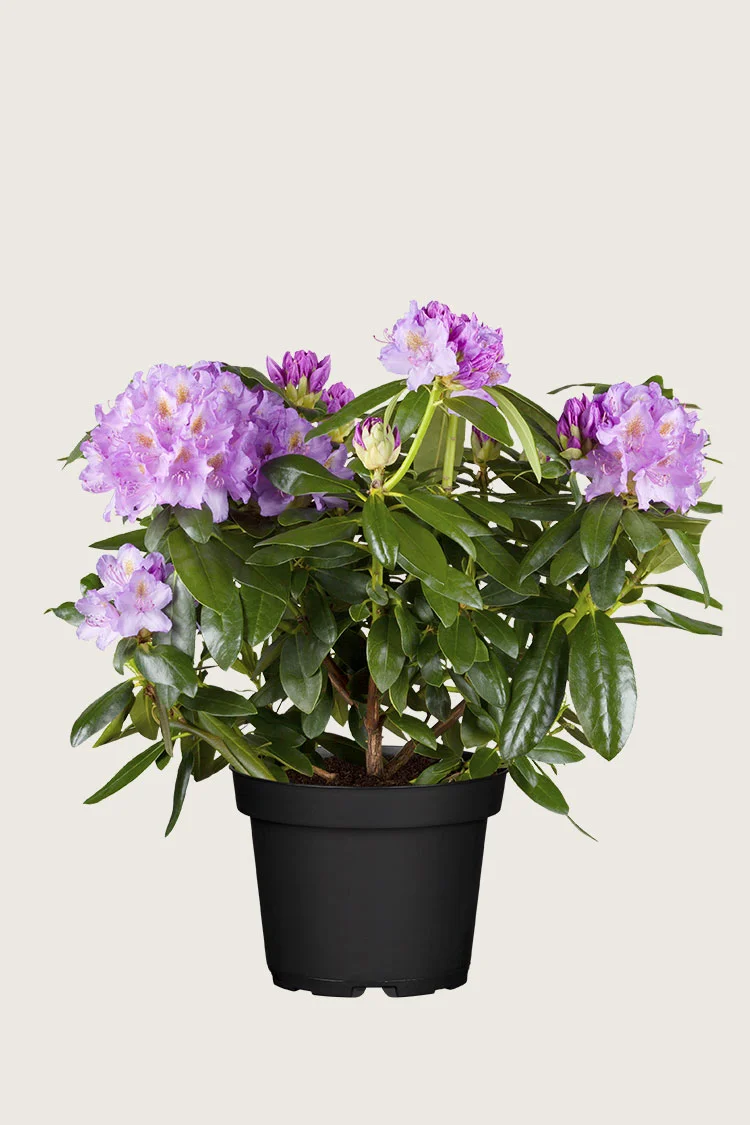 Fiolett rhododendron 100cm Grenet | Plantinavia