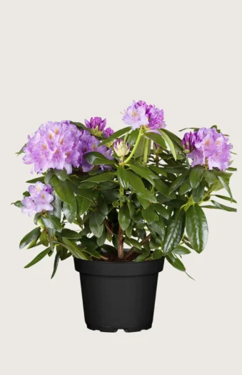 Fiolett rhododendron 40cm Grenet | Plantinavia