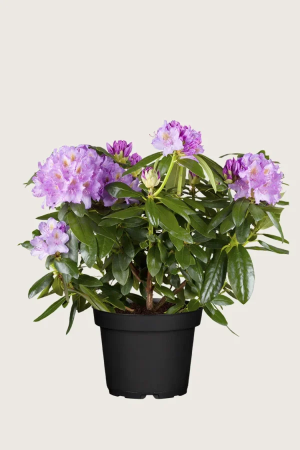 Fiolett rhododendron 80cm Grenet | Plantinavia
