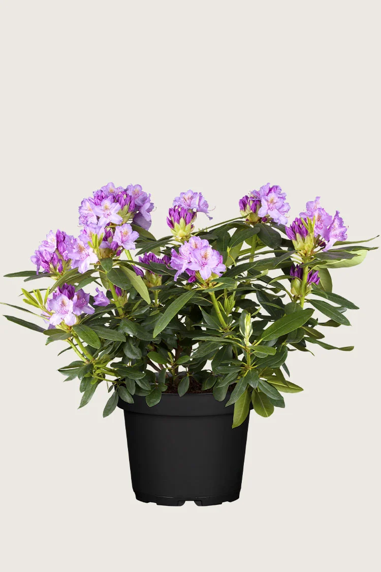 Fiolett rhododendron 40cm Velgrenet | Plantinavia
