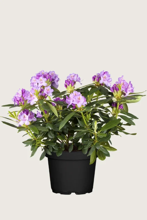 Fiolett rhododendron 80cm Velgrenet | Plantinavia