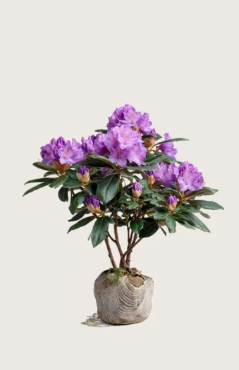 Fiolett rhododendron 100cm Grenet | Plantinavia