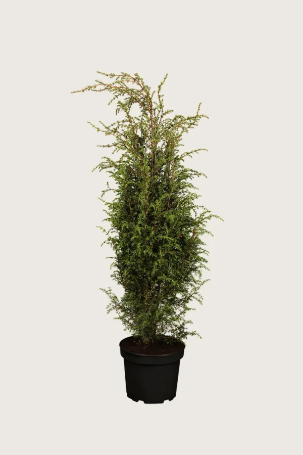 Fjelleiner Hibernica 150cm Velgrenet | Plantinavia