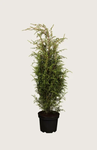 Fjelleiner Hibernica 175cm Velgrenet | Plantinavia