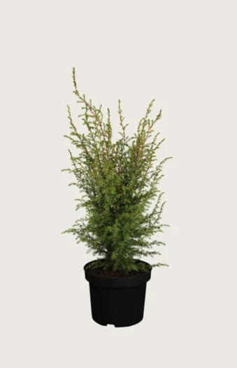Fjelleiner Hibernica 40cm Velgrenet | Plantinavia