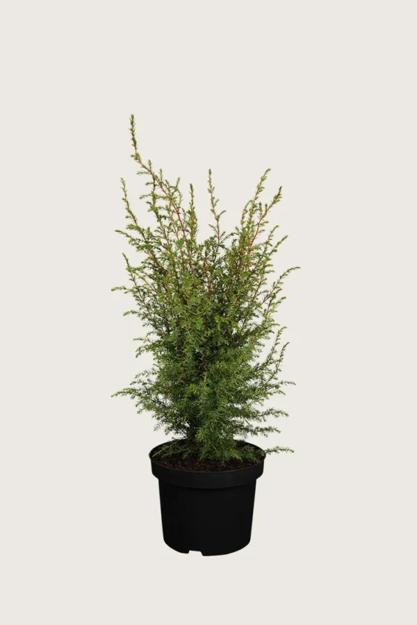 Fjelleiner Hibernica 40cm Velgrenet | Plantinavia