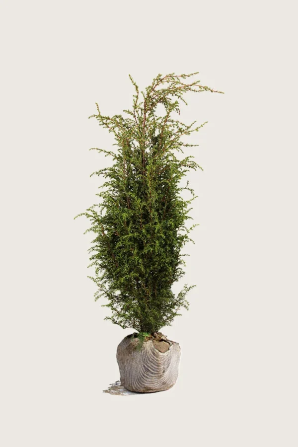 Fjelleiner Hibernica 150cm Velgrenet | Plantinavia