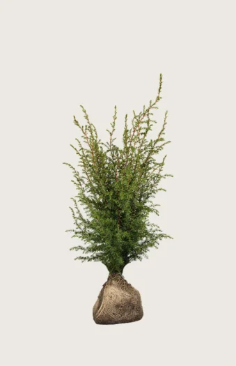 Fjelleiner Hibernica 40cm Velgrenet | Plantinavia