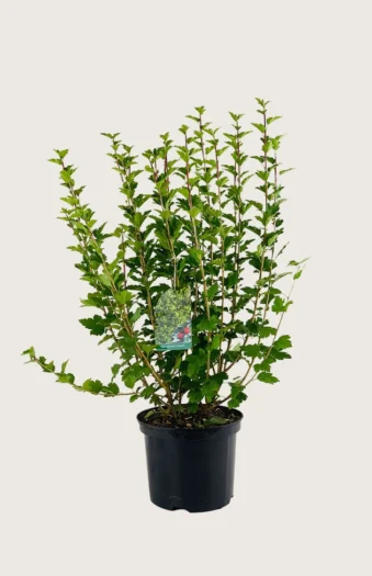 Fjellrips 100cm Grenet | Plantinavia