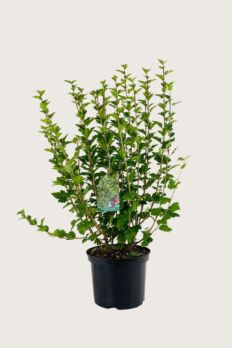 Fjellrips 100cm Grenet | Plantinavia