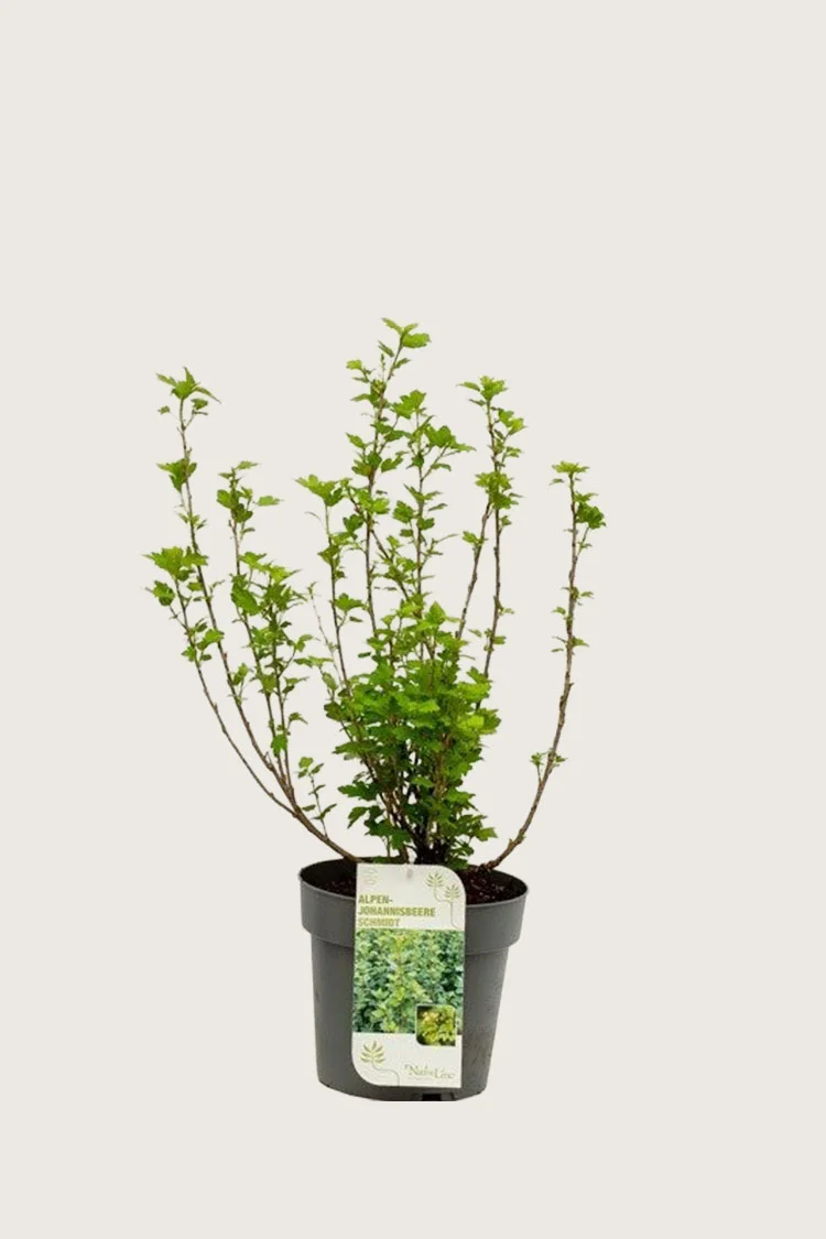 Fjellrips 40cm Grenet | Plantinavia