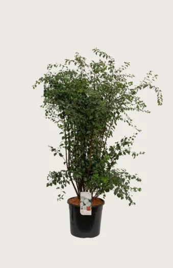 Gentspirea 150cm Velgrenet | Plantinavia