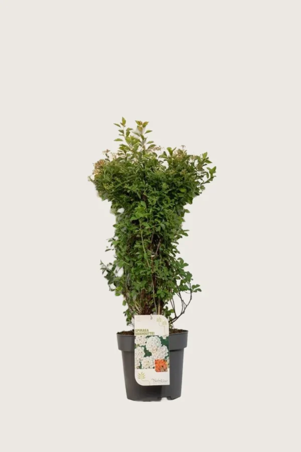 Gentspirea 80cm Velgrenet | Plantinavia