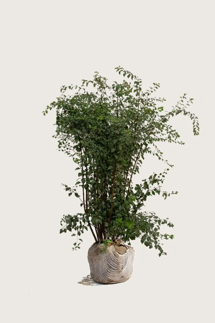 Gentspirea 125cm Velgrenet | Plantinavia