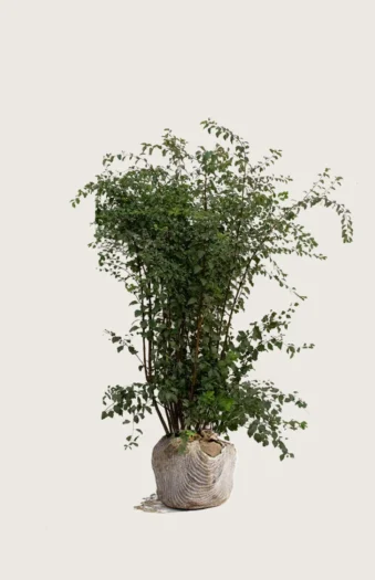 Gentspirea 150cm Velgrenet | Plantinavia