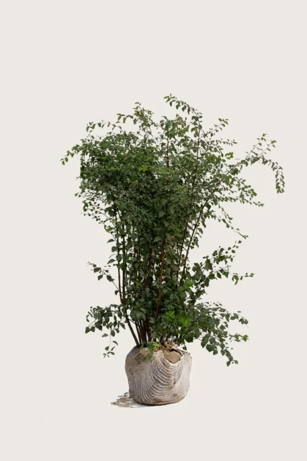 Gentspirea 175cm Velgrenet | Plantinavia