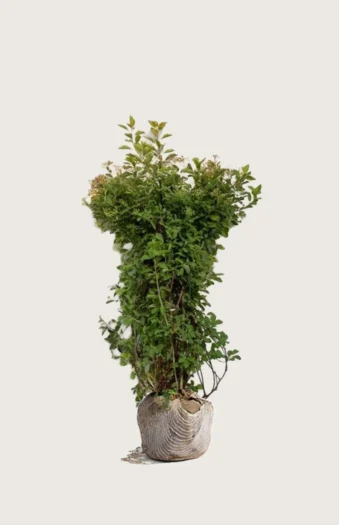 Gentspirea 80cm Velgrenet | Plantinavia