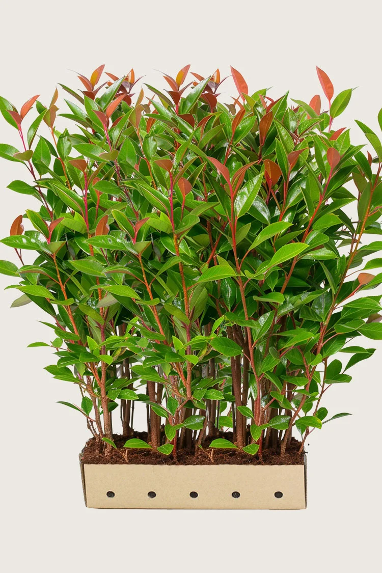 Glansmispel 200cm Velgrenet | Plantinavia
