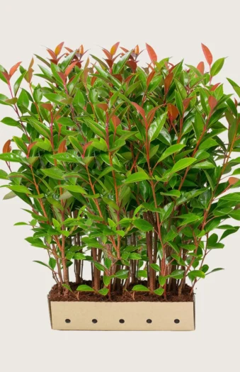 Glansmispel 300cm Velgrenet | Plantinavia