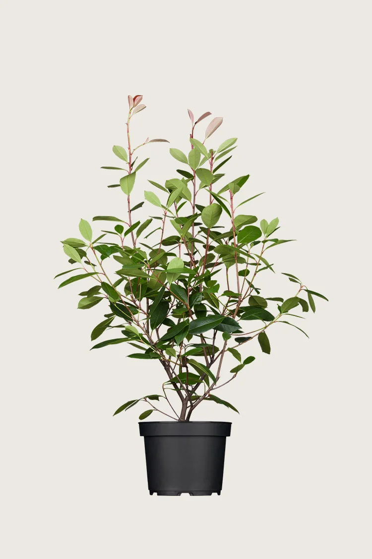 Glansmispel 125cm Velgrenet | Plantinavia