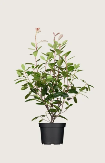 Glansmispel 150cm Velgrenet | Plantinavia