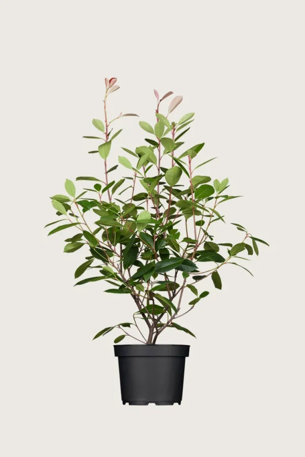 Glansmispel 175cm Velgrenet | Plantinavia