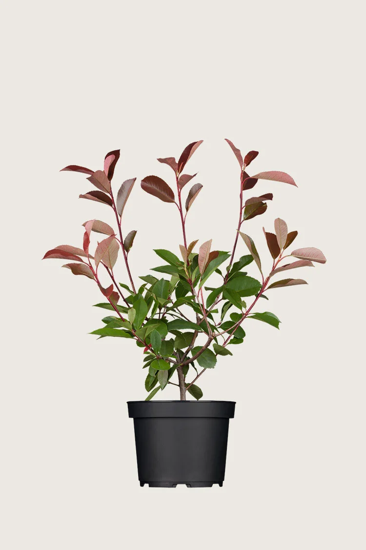 Glansmispel 60cm Velgrenet | Plantinavia