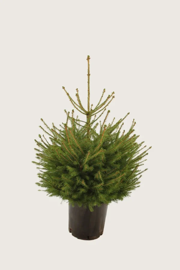 Gran 100cm Velgrenet | Plantinavia