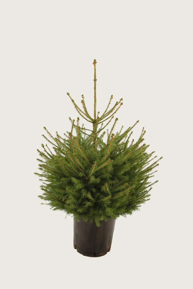 Gran 100cm Velgrenet | Plantinavia