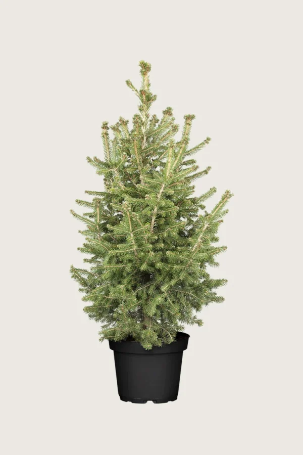 Gran 125cm Velgrenet | Plantinavia