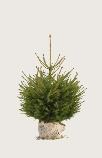 Gran 100cm Velgrenet | Plantinavia