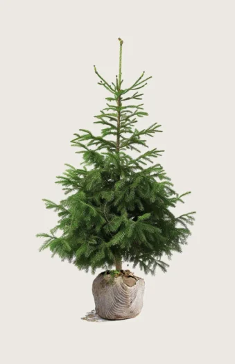 Gran 125cm Velgrenet | Plantinavia