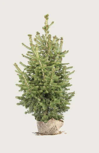 Gran 350cm Velgrenet | Plantinavia