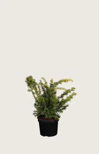 Gul Krypbarlind 20cm Grenet | Plantinavia