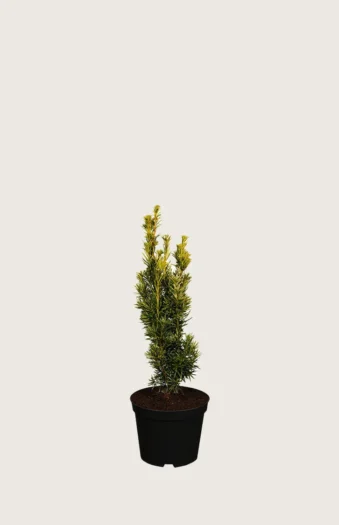 Gul Søylebarlind 15cm Grenet | Plantinavia