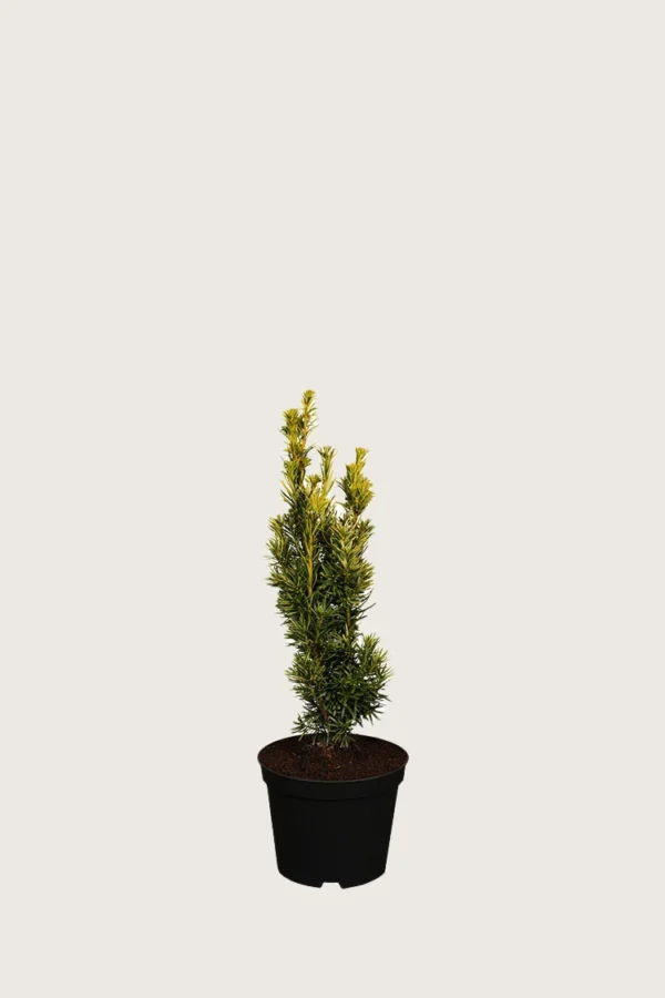 Gul Søylebarlind 20cm Grenet | Plantinavia