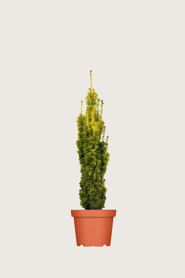 Gul Søylebarlind 40cm Grenet | Plantinavia