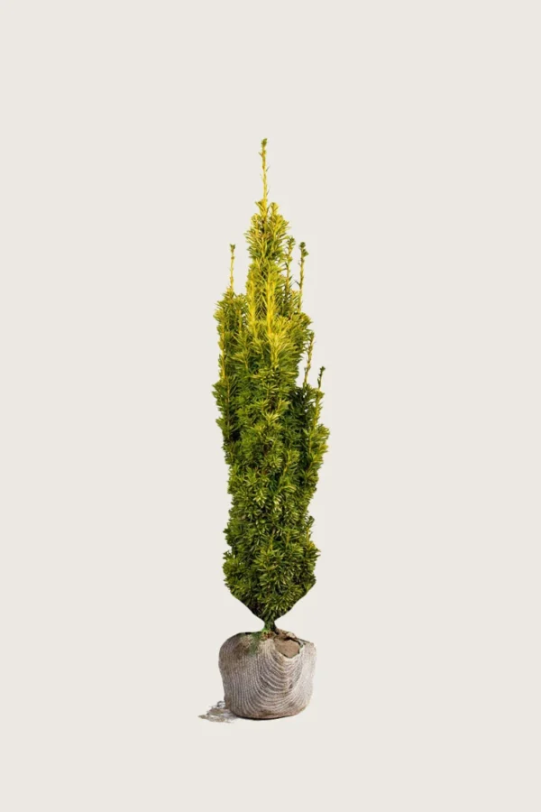 Gul Søylebarlind 125cm Velgrenet | Plantinavia