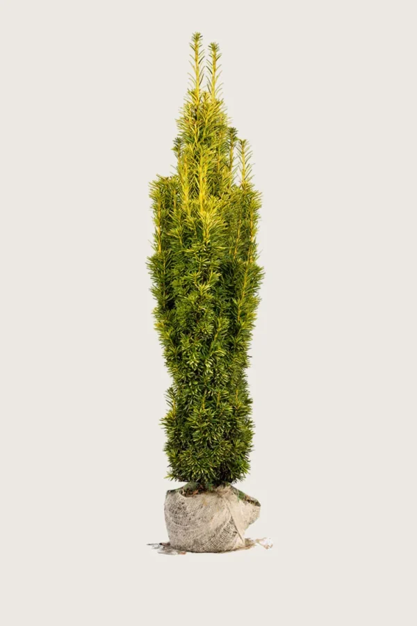 Gul Søylebarlind 250cm Velgrenet | Plantinavia