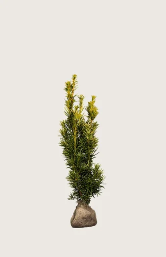 Gul Søylebarlind 40cm Velgrenet | Plantinavia